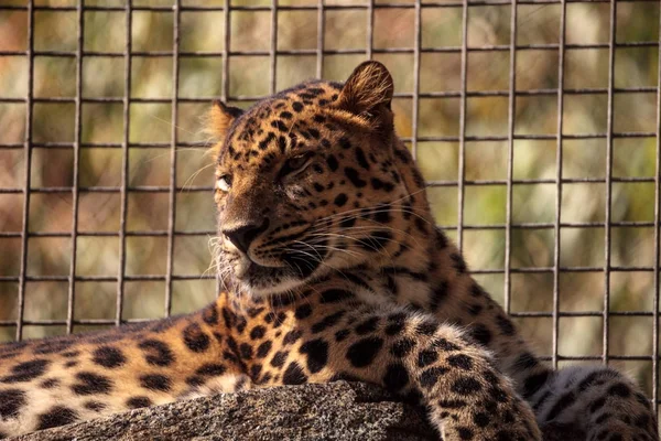 Amur leopardo chamado Panthera pardus orientalis — Fotografia de Stock