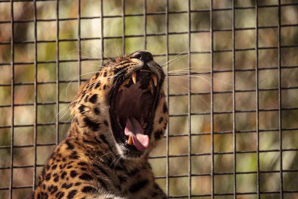 Levhart mandžuský nazývá Panthera pardus orientalis — Stock fotografie