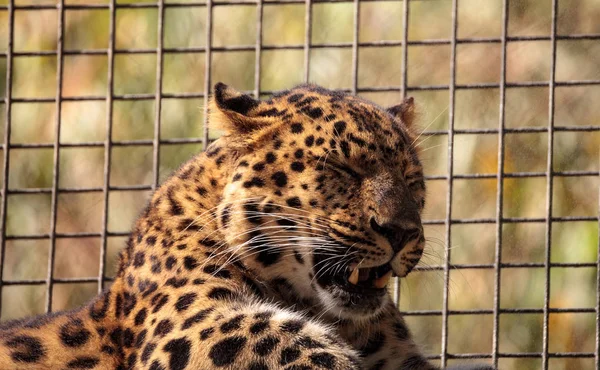 Amur leopardo chamado Panthera pardus orientalis — Fotografia de Stock