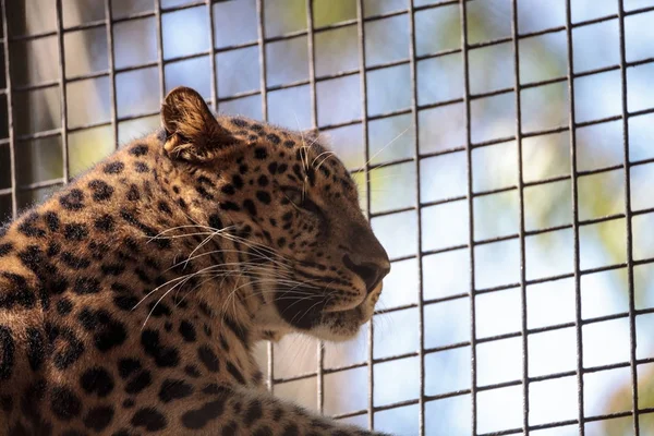 Амурский леопард по имени Panthera pardus orientalis — стоковое фото