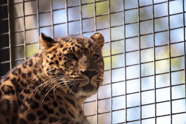 Amur leopardo chamado Panthera pardus orientalis — Fotografia de Stock