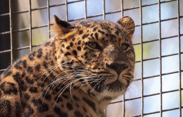 Amur leopard called Panthera pardus orientalis — Stock Photo, Image