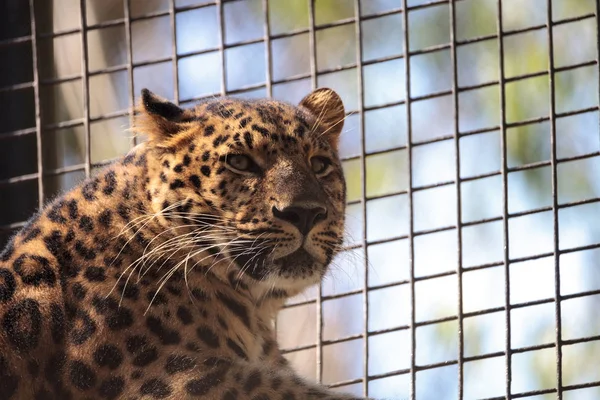 Amur leopardo chamado Panthera pardus orientalis — Fotografia de Stock