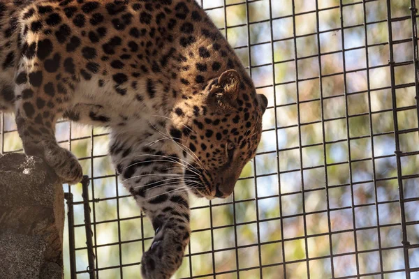 Amur leopardo chamado Panthera pardus orientalis — Fotografia de Stock