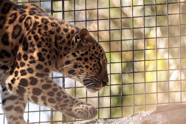 Panthère d'Amour appelé Panthera pardus orientalis — Photo