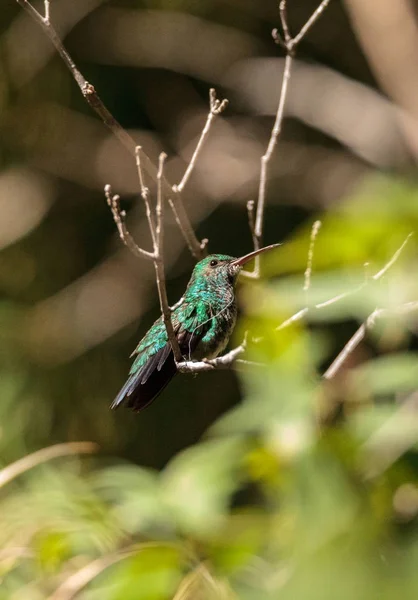 Kék félék emerald hummingbird Chlorostilbon notatus — Stock Fotó