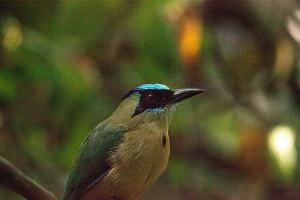 Piłodziób ptak zwany także Momotus momota — Zdjęcie stockowe