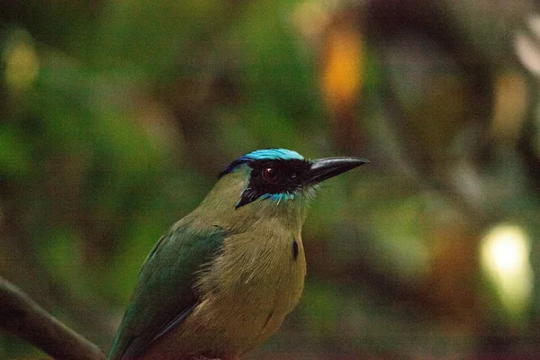 Синяя мотмотная птица, также называемая Momotus momota — стоковое фото