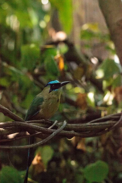 Синій коронований motmot птах, також називається Momotus momota — стокове фото