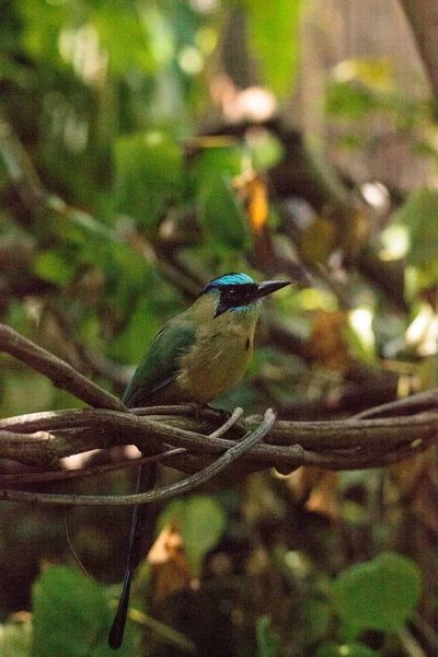 Pássaro-motmot-coroado-azul também chamado Momotus momota — Fotografia de Stock