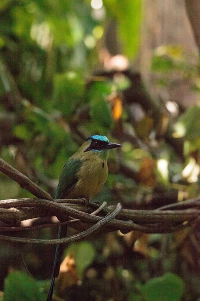 蓝冠莫莫特鸟也叫莫莫特莫莫塔 — 图库照片