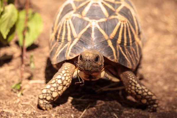 Tortuga estrella birmana Geochelone platynota —  Fotos de Stock