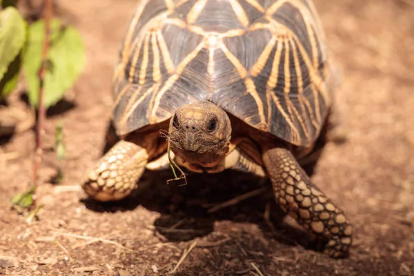 Бирманская черепаха Geochelone platynota — стоковое фото