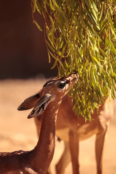 Sur de Gerenuk Litocranius walleri — Foto de Stock