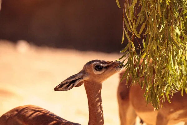 Gerenuk meridionale Litocranius walleri — Foto Stock