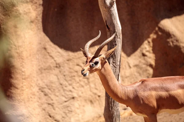 Zuidelijke Gerenuk Litocranius walleri — Stockfoto