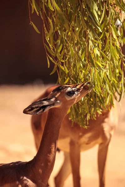 Zuidelijke Gerenuk Litocranius walleri — Stockfoto