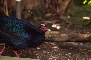 Lophura edwardsi adı verilen erkek Edwards sülün 