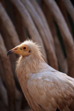 Mısır akbabası Neophron perscnopterus