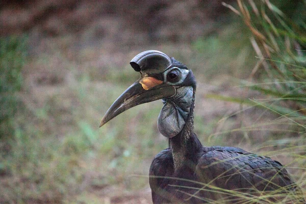Abyssinian ground hornbill, Bucorvus abyssinicus, bird — Stock Photo, Image