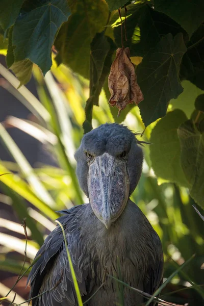 Africké Shoebill čáp Balaeniceps rex — Stock fotografie