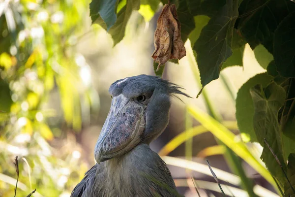 African Shoebill stork Balaeniceps rex — Stock Photo, Image