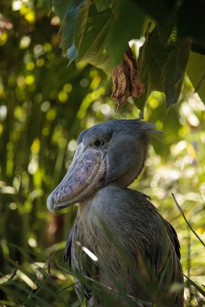 Afrika Shoebill leylek Balaeniceps rex — Stok fotoğraf