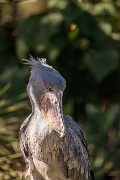 African Shoebill stork Balaeniceps rex — Stock Photo, Image