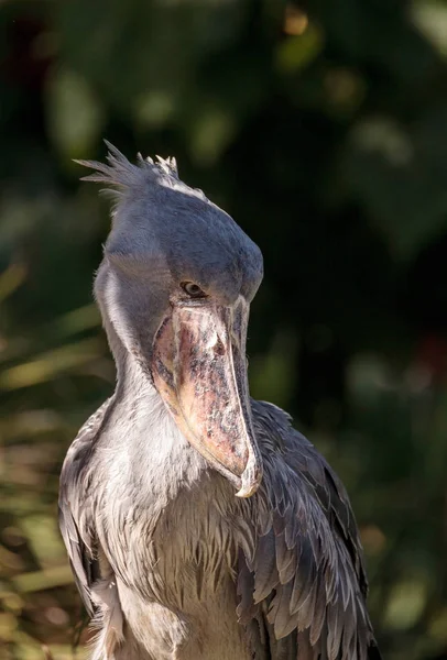 Afrika Shoebill leylek Balaeniceps rex — Stok fotoğraf