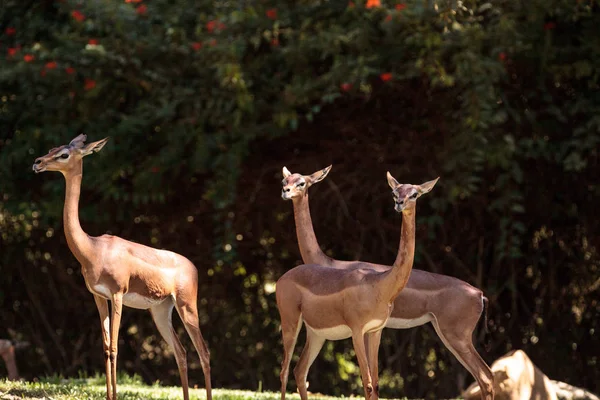 Sur de Gerenuk Litocranius walleri — Foto de Stock