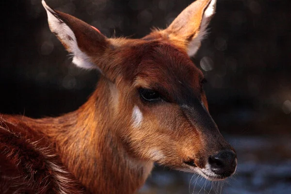 Female East African Sitatunga called Tragelaphus spekii spekii — Stock Photo, Image