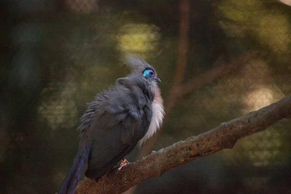 Coua Crested pássaro chamado Coua cristata — Fotografia de Stock