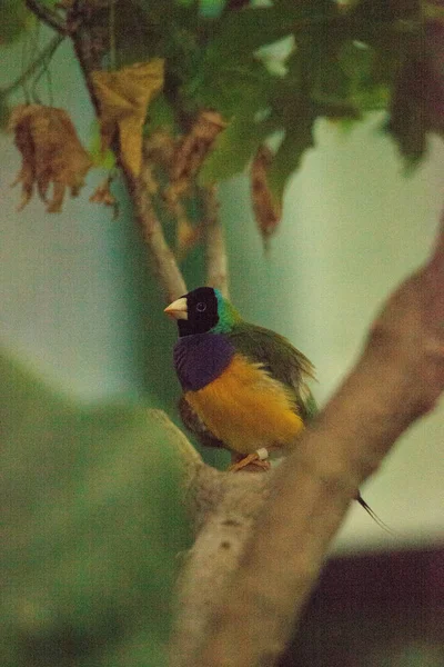 Gouldian pintyőke erythrura gouldiae — Stock Fotó