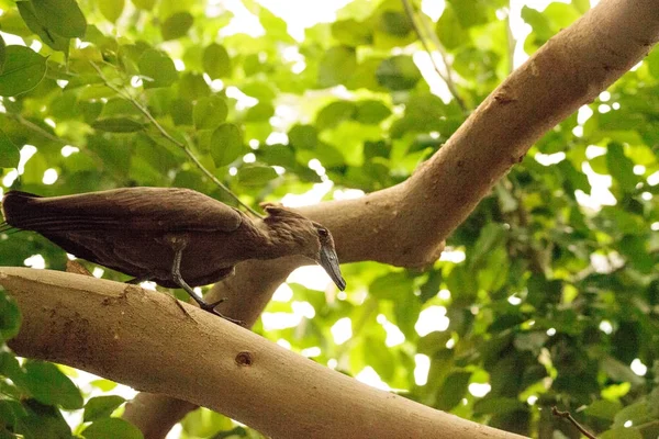 Hamerkop conhecido como Scopus umbretta — Fotografia de Stock