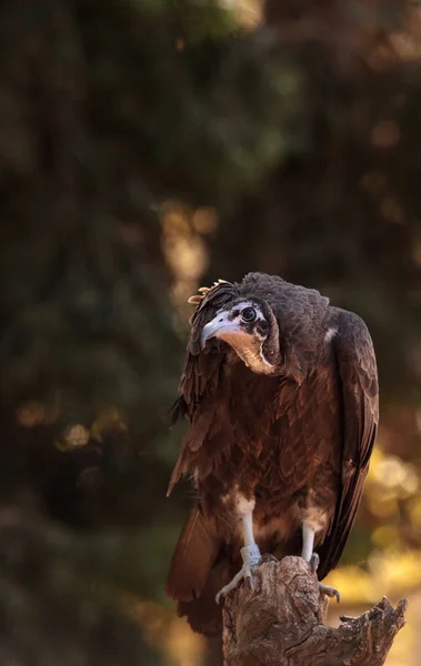 Hooded vulture Necrosyrtes monachus — Stock Photo, Image