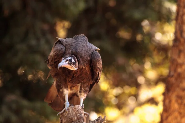 Hooded vulture Necrosyrtes monachus — Stock Photo, Image