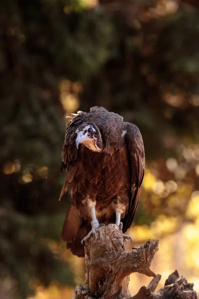 Hooded vulture Necrosyrtes monachus — Stock Photo, Image