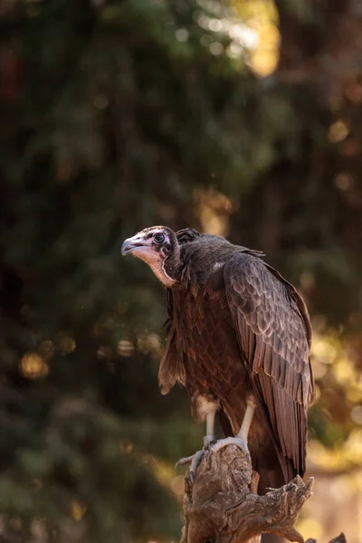 Hooded vulture Necrosyrtes monachus — Stock Photo, Image