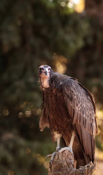 Hooded vulture Necrosyrtes monachus — Stock Photo, Image