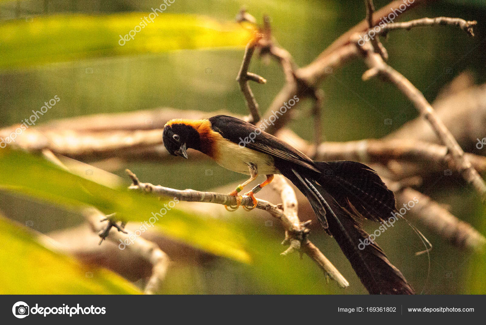 Oiseau De Paradis Mâle à Longue Queue Whydah Vidua