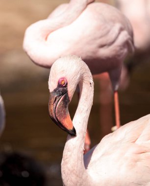 Küçük flamingo, Phoeniconaias küçük pembe