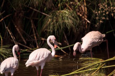Küçük flamingo, Phoeniconaias küçük pembe