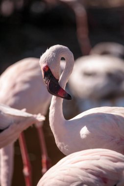 Küçük flamingo, Phoeniconaias küçük pembe
