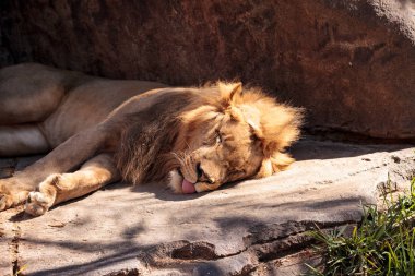Erkek Afrika aslanı Panthera leo
