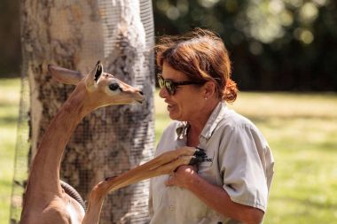 Güney Gerenuk bir üye San Diego Hayvanat Bahçesi Safari Parkı verir