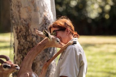 Güney Gerenuk bir üye San Diego Hayvanat Bahçesi Safari Parkı verir