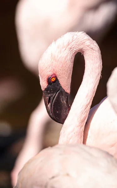 Roze mindere flamingo, Phoeniconaias minor — Stockfoto