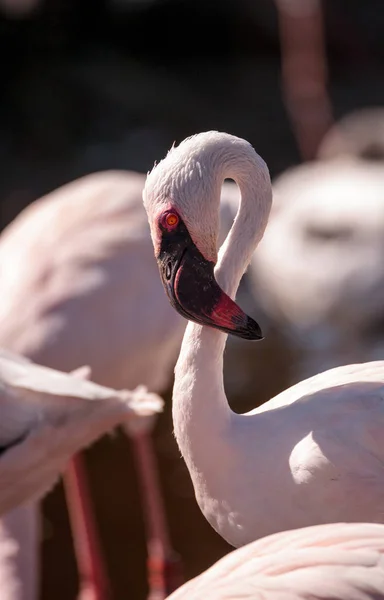 Roze mindere flamingo, Phoeniconaias minor — Stockfoto