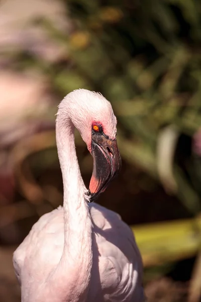 Růžový plameňák, Phoeniconaias minor — Stock fotografie