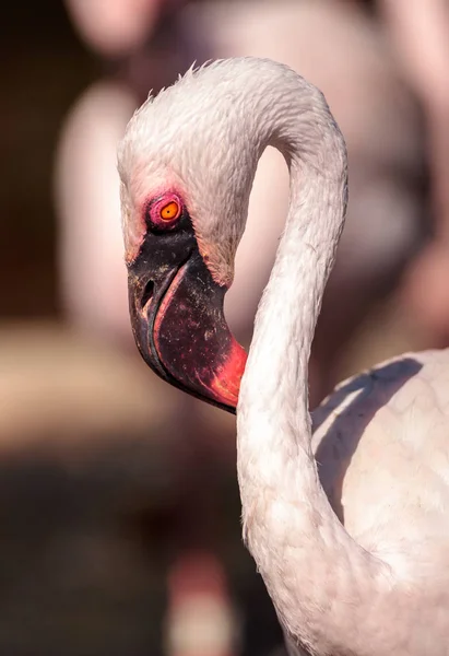 Roze mindere flamingo, Phoeniconaias minor — Stockfoto